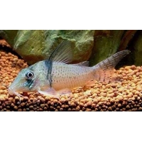 Corydoras Pastazensis 3-4cm Corydoras Pastazensis 3-4cm